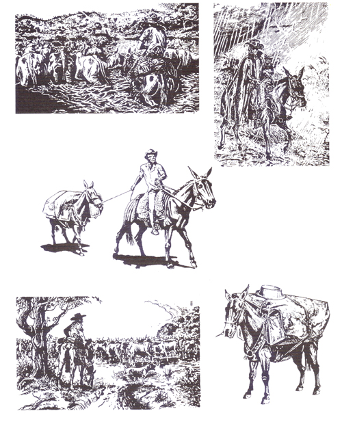 Desenho de Cavalo Tordilho Branco - Getúlio Victor